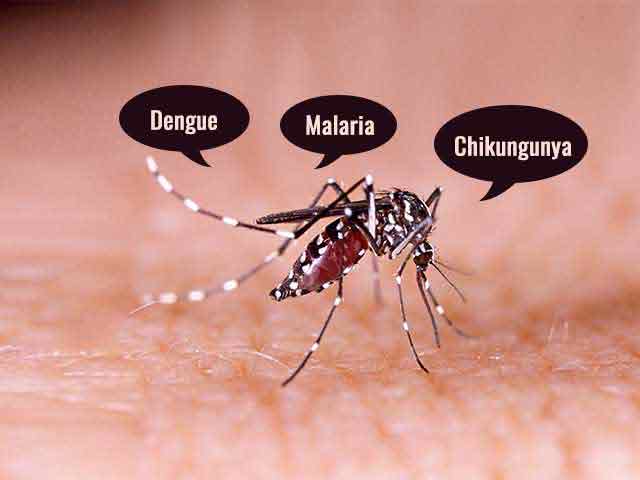 Dengue